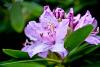 Rhododendron