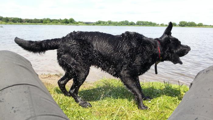 "Seehund" an Land