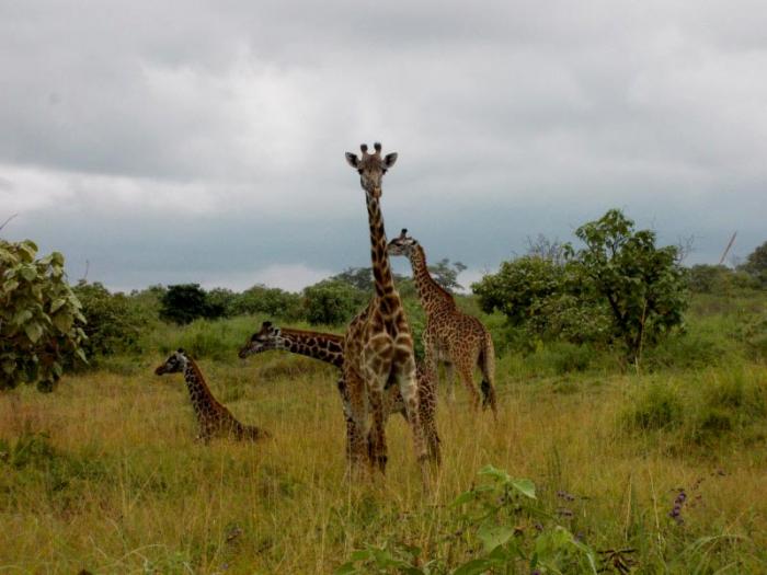 Giraffen am Mt. Meru