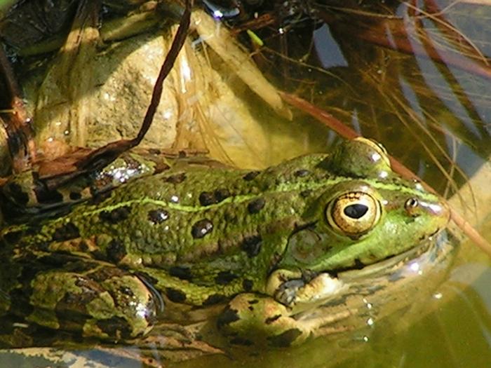 Frosch im Teich