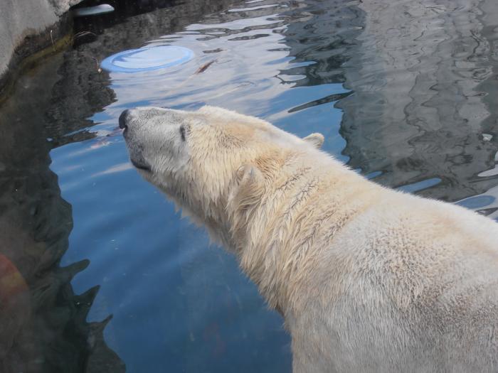 Eisbär