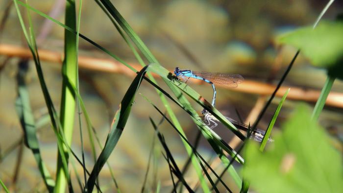 Libellen am See