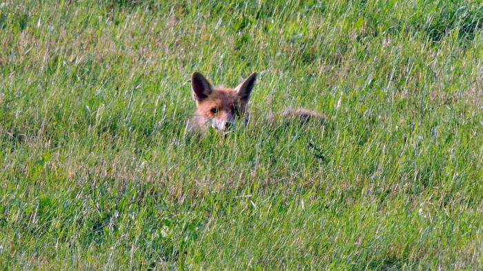 Fuchs kurz vor der Flucht / 29.6.13