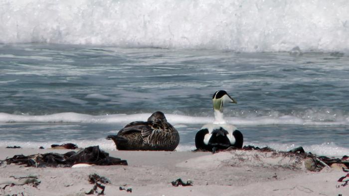 Eider-Entenpaar wartet auf die richtige Welle?