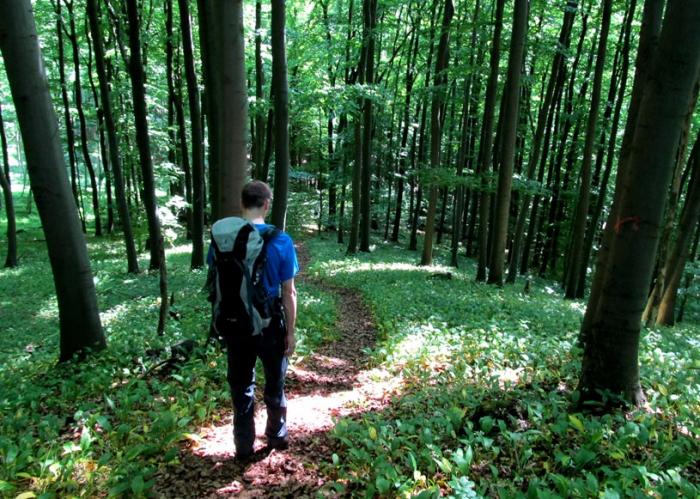 Abstieg im Laubwald