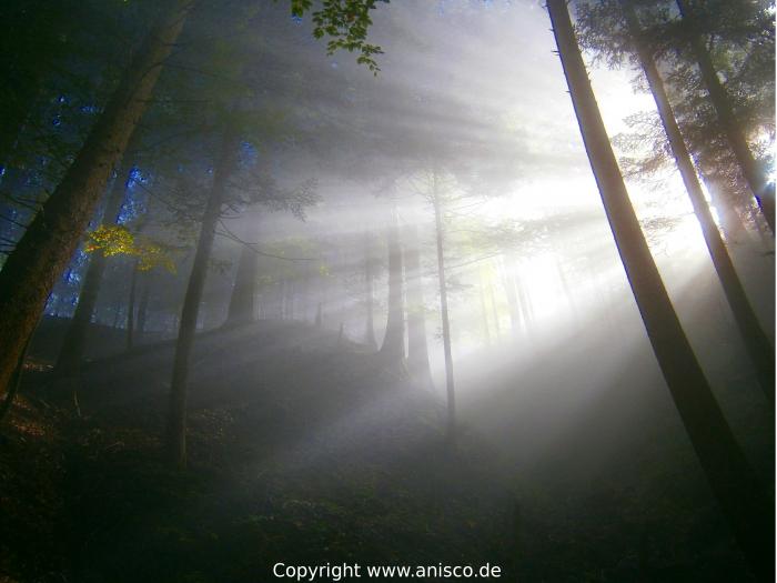 Sonnenstrahlen brechen durch den nebligen Bergwald