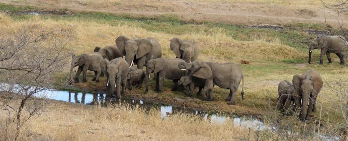 Elefantenfamilie am "Wasser fassen".