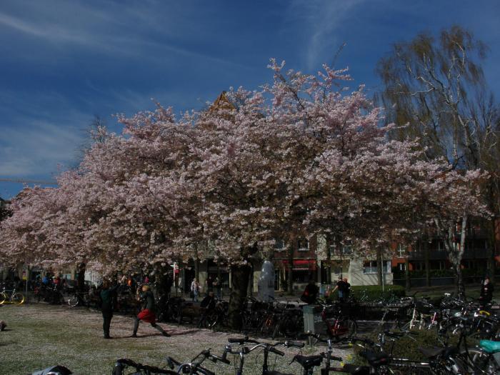 Frühling an der Promenade in Münster