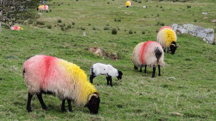 Die Trendfarben für Schafe....