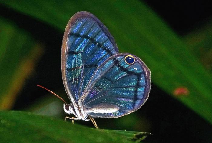 Schmetterling im Costa Rica Regenwald