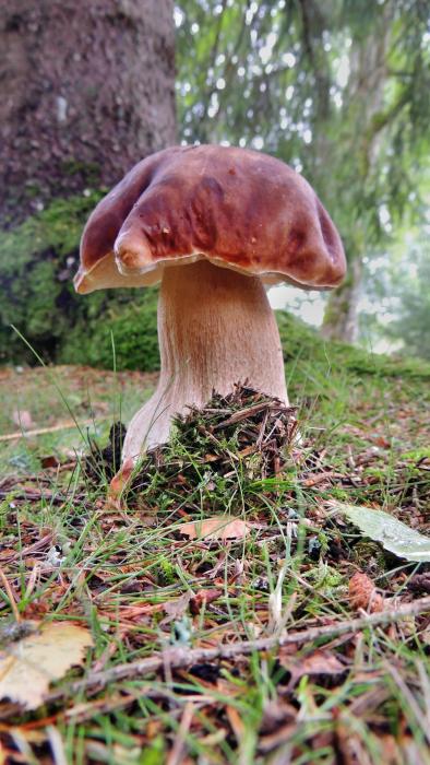 Mein Name ist bzw war: Pilz - Steinpilz