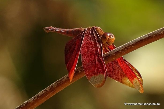Rote Libelle in Laos