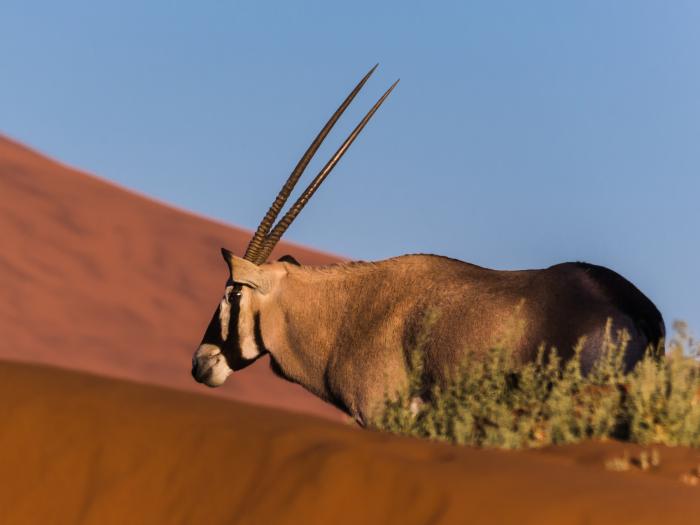 Begegnung mit einer Oryxantilope in den Dünen von Sossusvlei