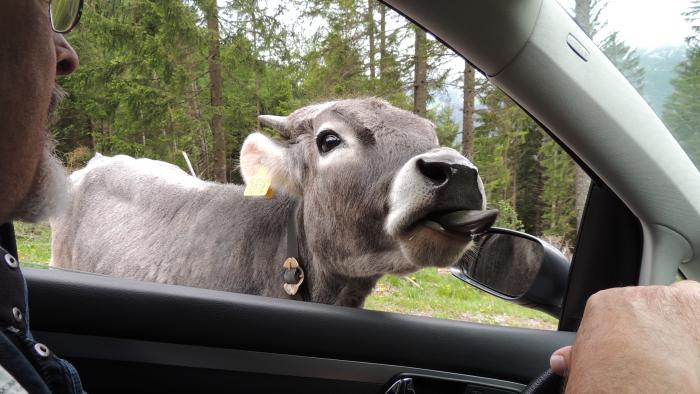 Rinderwahn oder Liebe auf den 1.Blick?