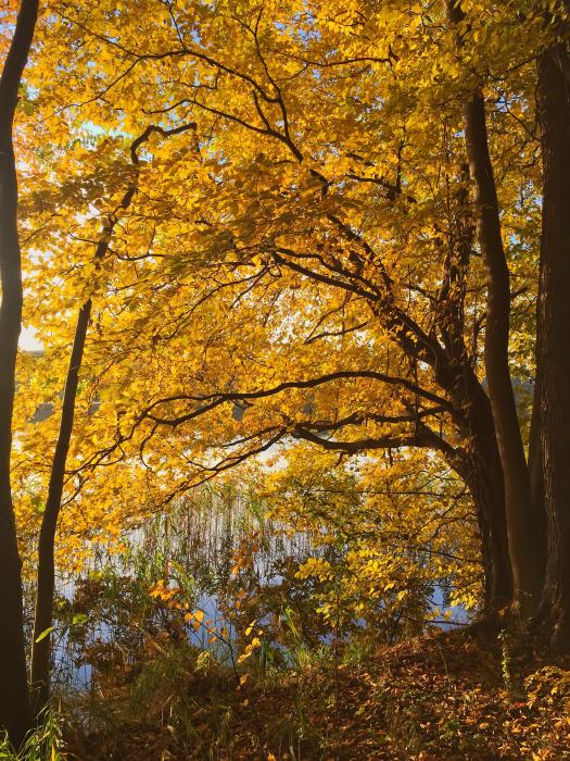 Farben im Herbst 2.