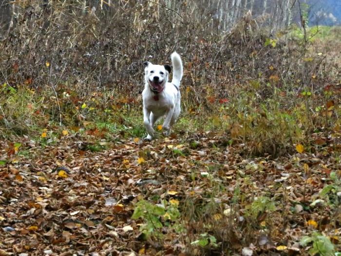 Reisen mit Hunden