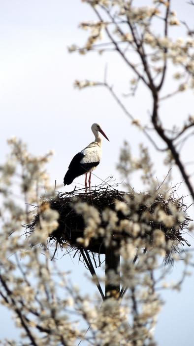 Storch mit Blüten.