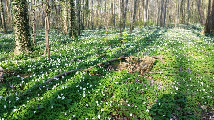 Frühlingserwachen