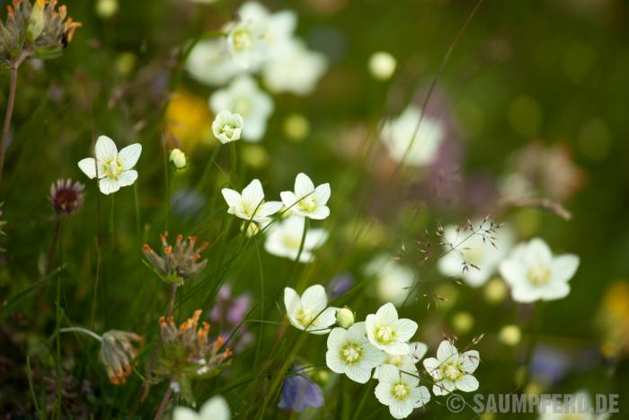 Alpenblumen