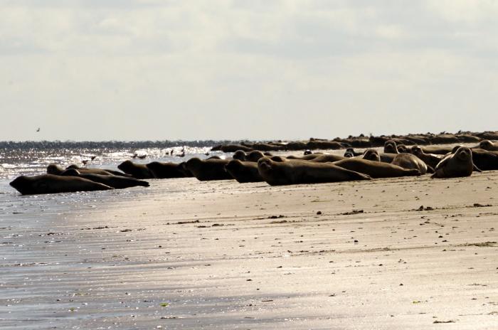 Sonne , strand und seehunde