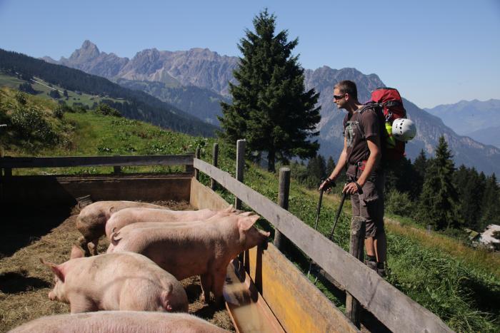Glückliche Schweine