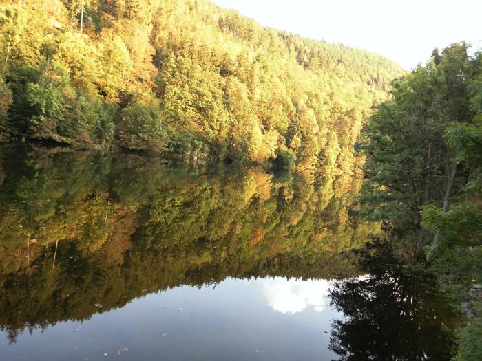 Baeume spiegeln sich im Wasser