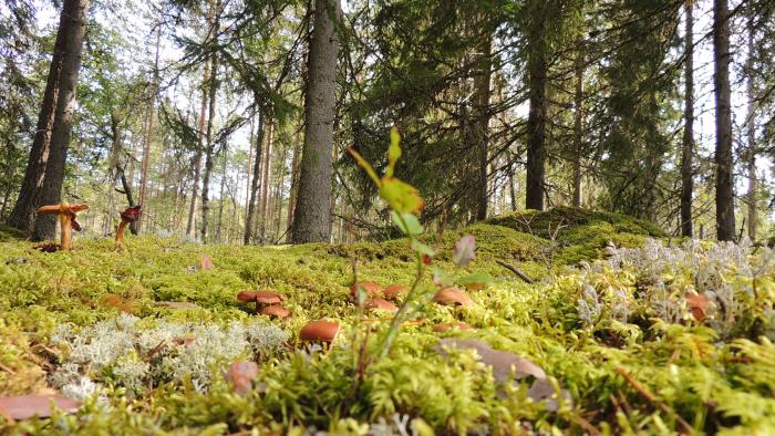 Natur pur
