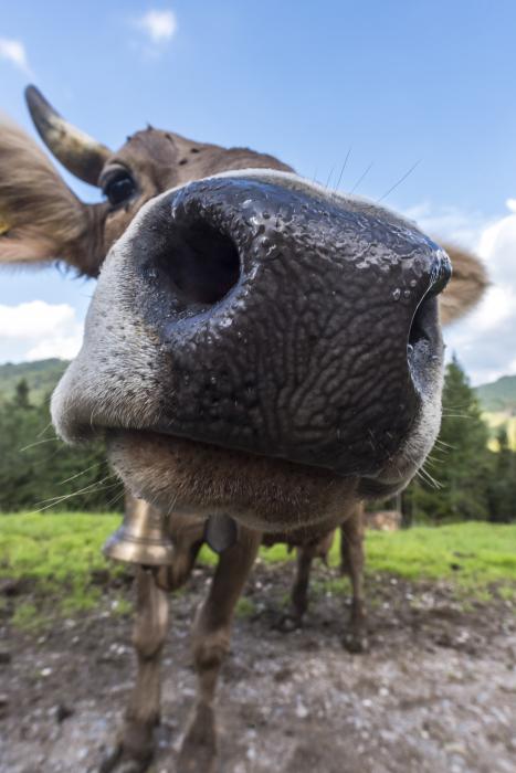 Allgäu-Impression