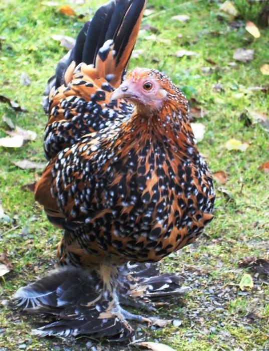 Huhn mit Winterstiefeln