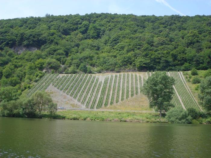 Cruise Craft - Mosel Neumagen Drohn