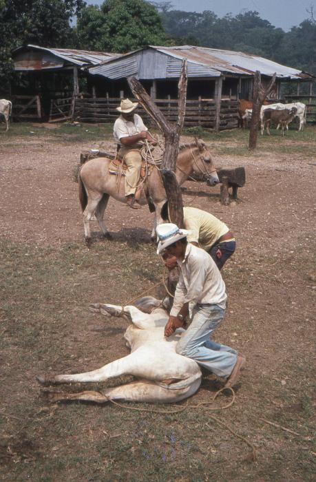 Wirkliche Cowboys