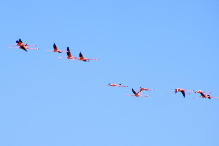 Wenn die Flamingos ziehen