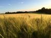 Wunderbarer Sommerspaziergang