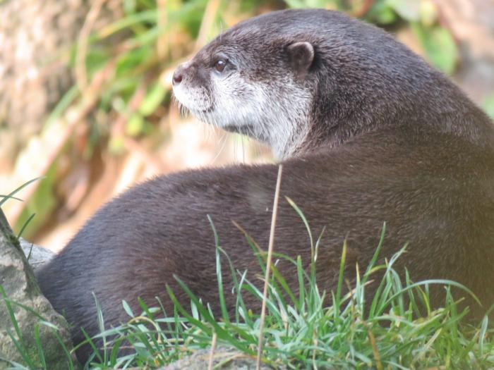 sehnsüchtiger Otter