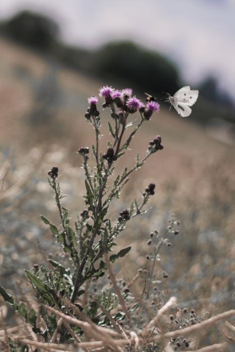 Biene küsst Schmetterling