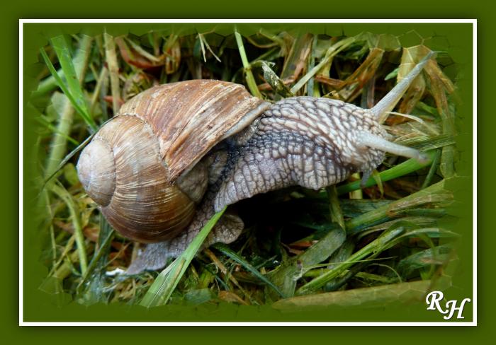 Tag der Weinbergschnecke