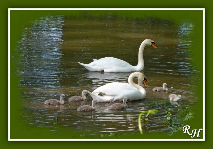 Schwanenfamilie