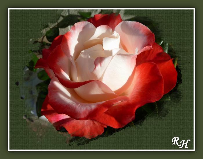 Rose zum Rosenmonat Juni