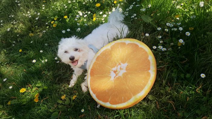 Sommer Sonne Orange