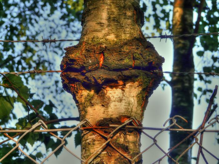 Die Natur ist stärker.