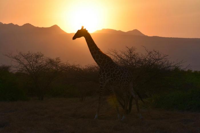 Giraffe im Abendlich