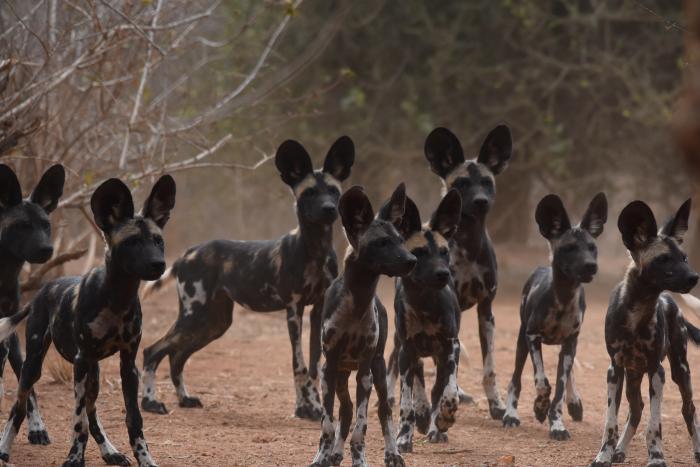 Wilde Hunde