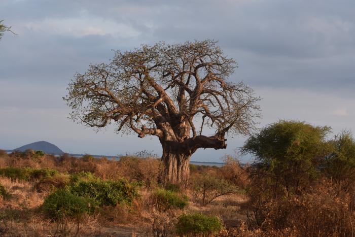 Baobab