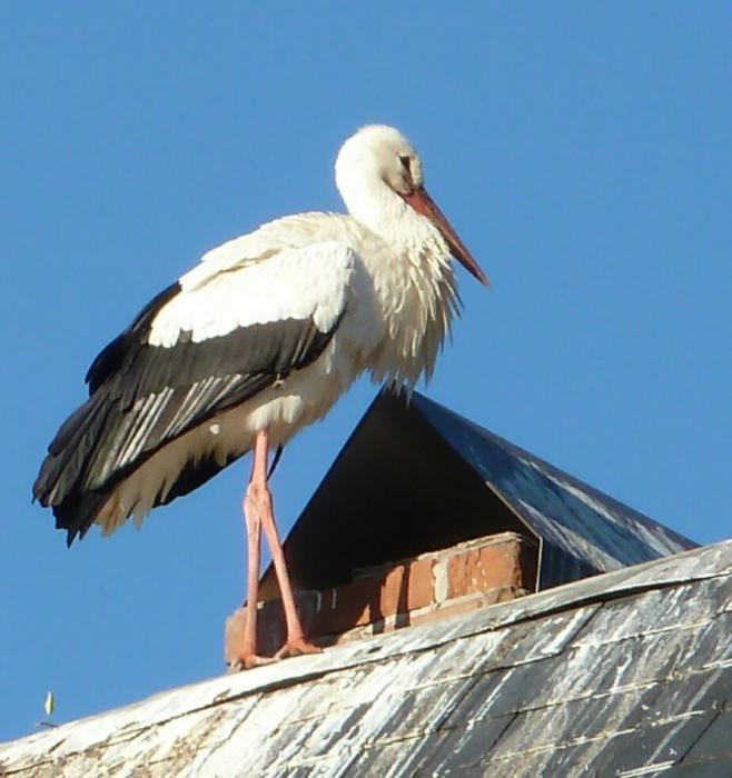 Storch auf dem Dach