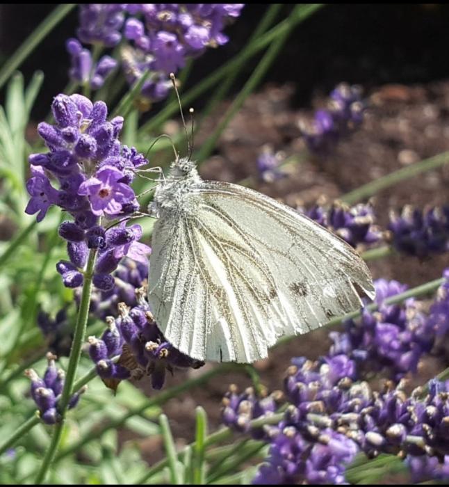 Schmetterling