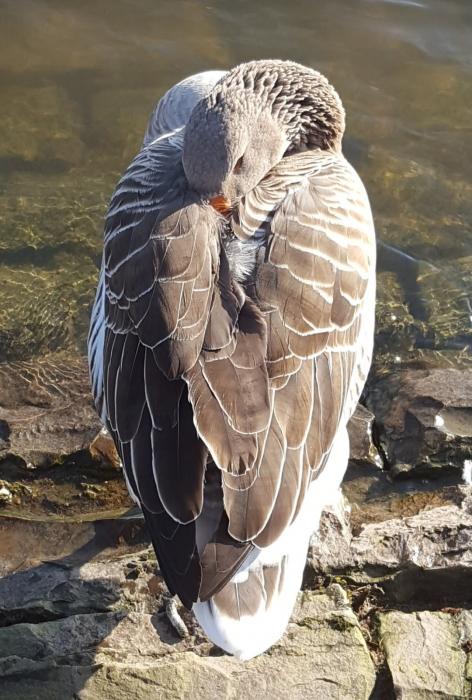 Gans beim Mittagsschlaf