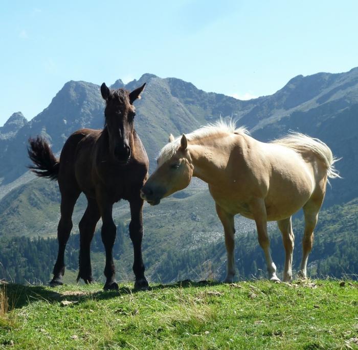 Pferde in der Natur