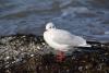 Möwe am Strand