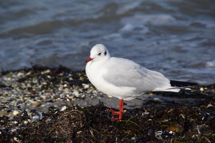 Möwe am Strand