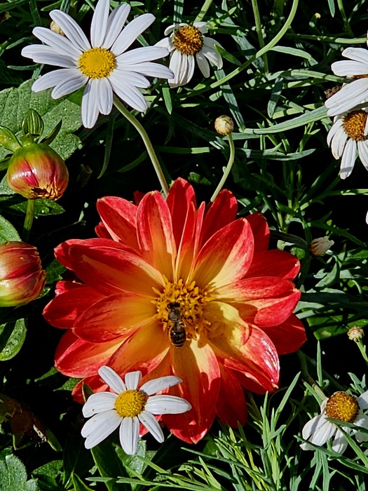 Fleißiges Bienchen